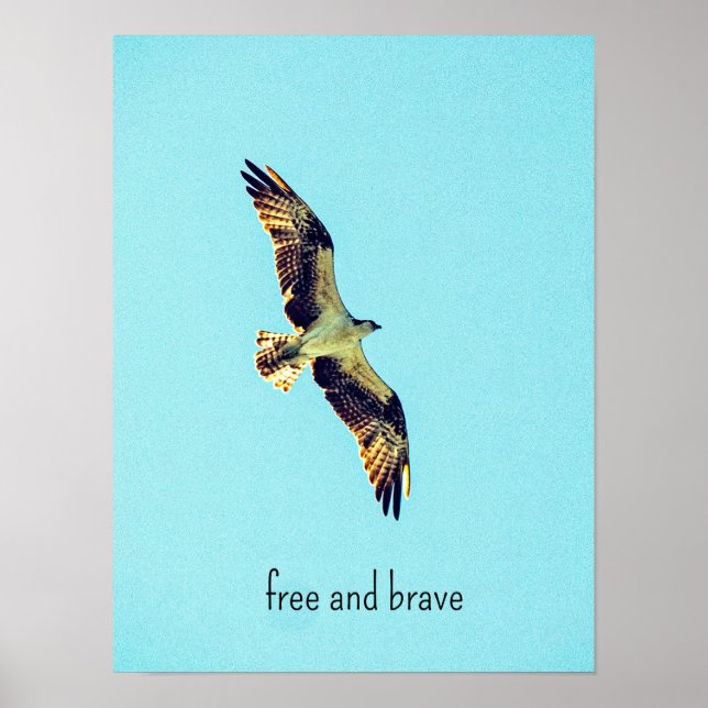 Osprey art poster (Front)