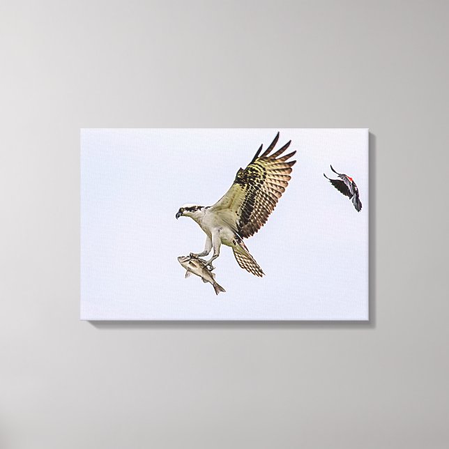 Osprey being chased by a red winged blackbird canvas print (Front)