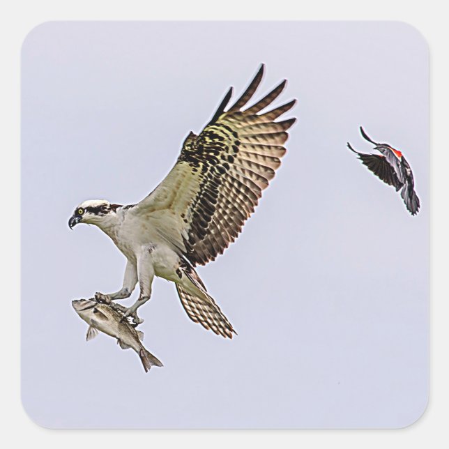 Osprey being chased by a red winged blackbird square sticker (Front)