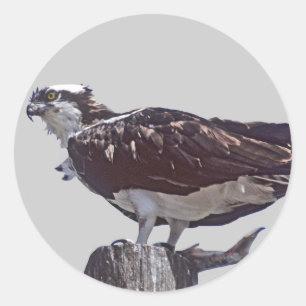 Osprey Bird Classic Round Sticker