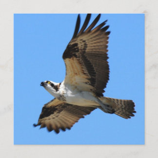 Osprey Bird Invitations