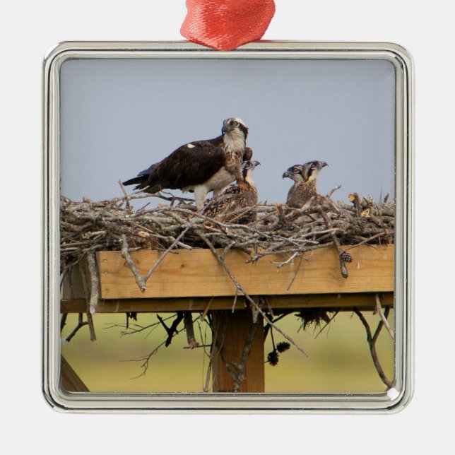 Osprey Bird Nest Ornament (Front)