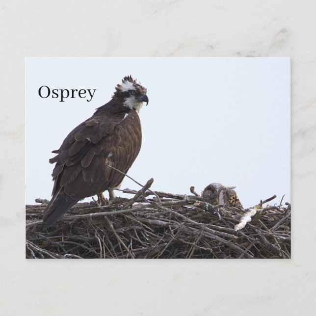 Osprey Bird Nest Postcard (Front)