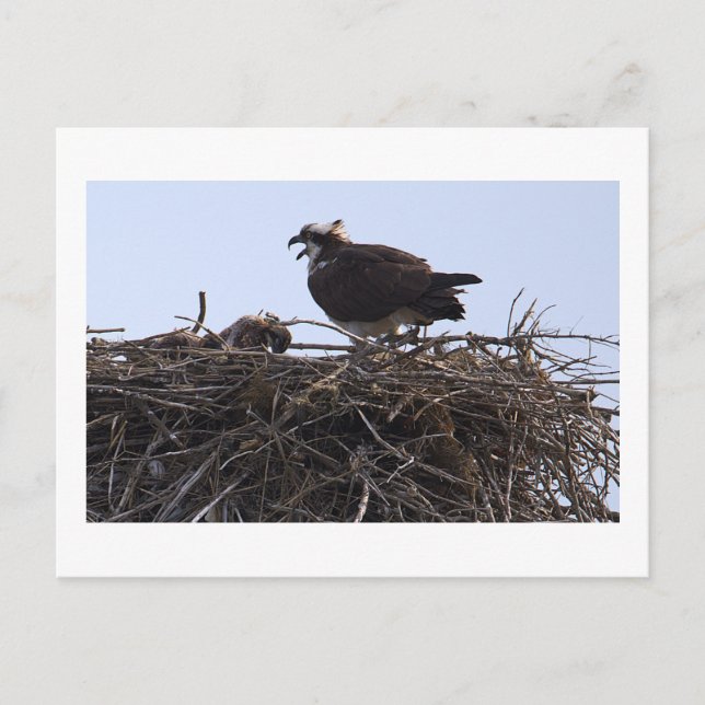 Osprey Bird Nest Postcard  (Front)
