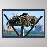 Osprey Bird Nest