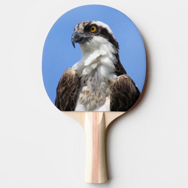 Osprey - Bird - Ping Pong Paddle (Back)