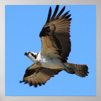 Osprey Bird Poster