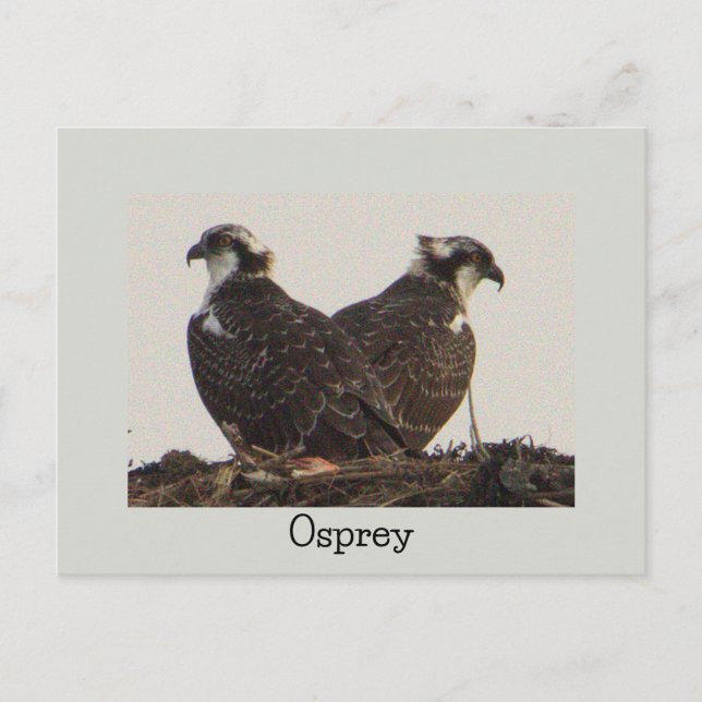 Osprey Birds in Nest Postcard (Front)