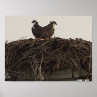 Osprey Birds in Nest Poster