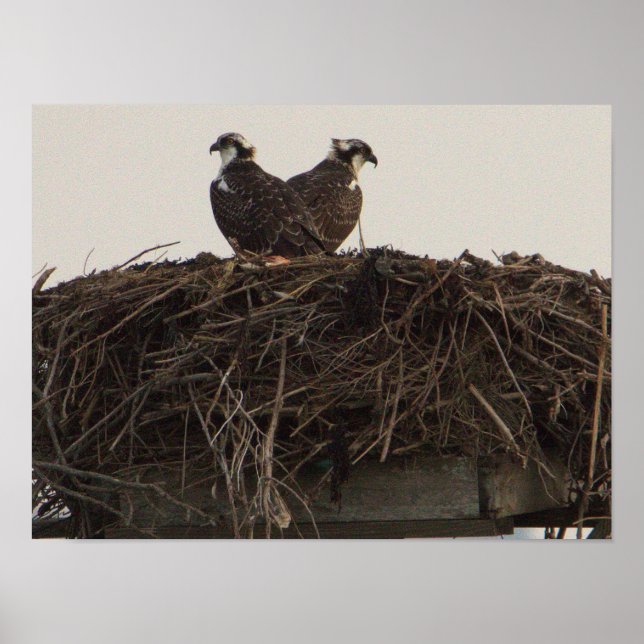 Osprey Birds in Nest Poster (Front)