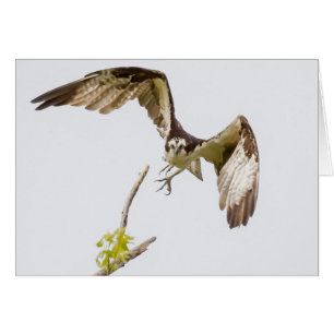 Osprey Coming At You