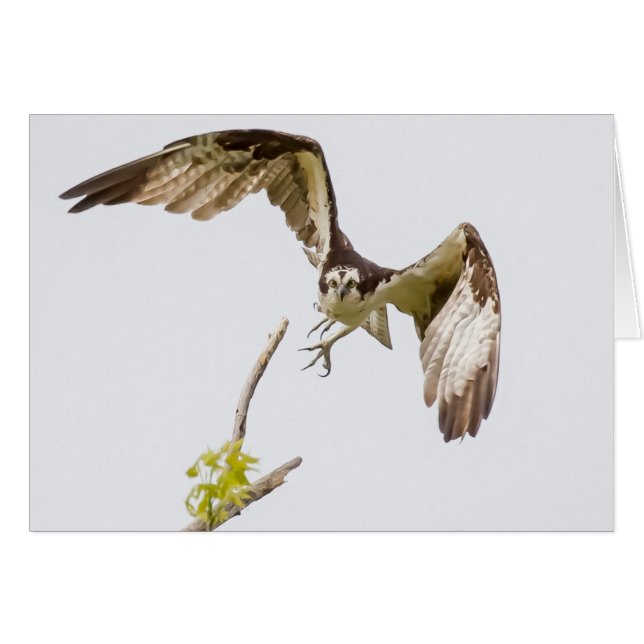 Osprey Coming At You (Front Horizontal)