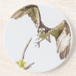 Osprey Coming At You Coaster