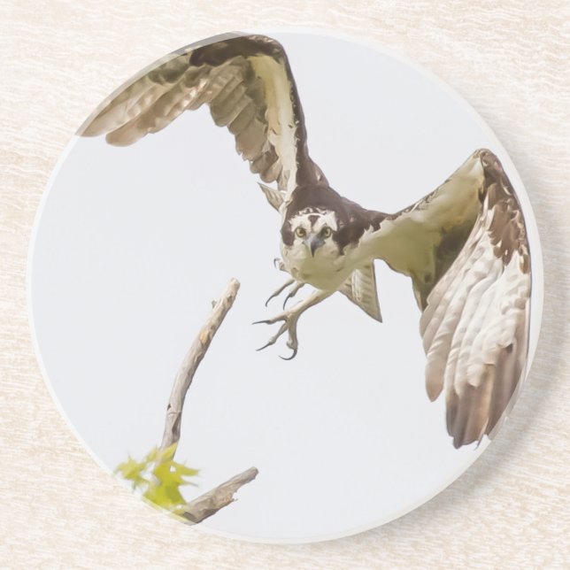 Osprey Coming At You Coaster (Front)