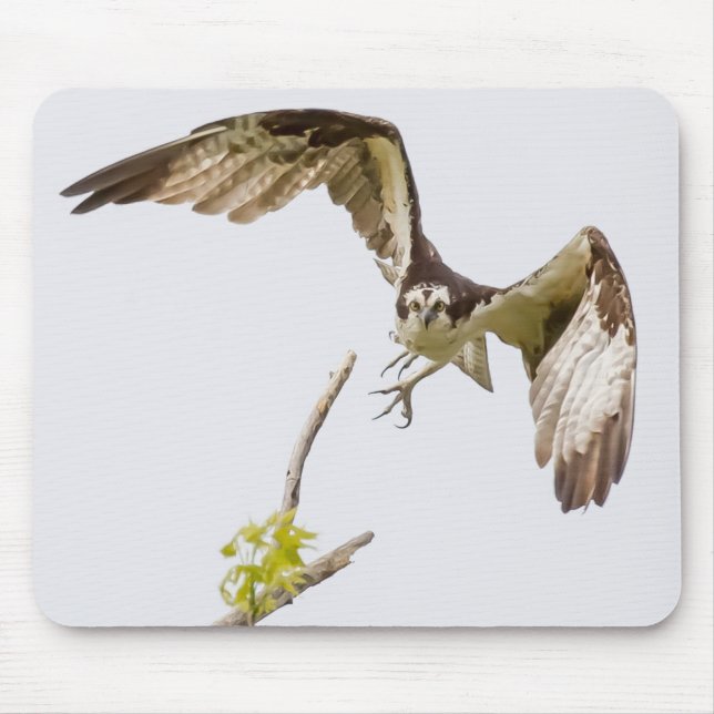 Osprey Coming At You Mouse Pad (Front)