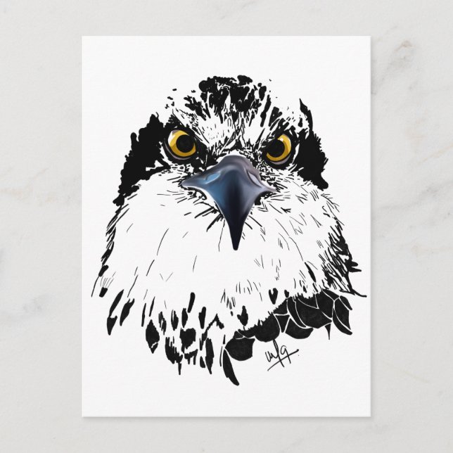 Osprey Drawing Black  White with Piercing Eyes Holiday Postcard (Front)