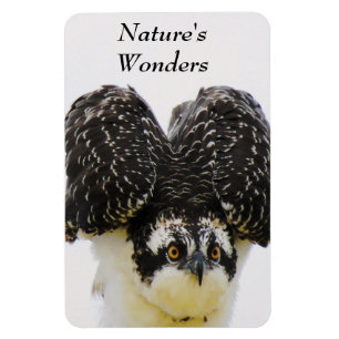 Osprey Eyes Flexi Magnet