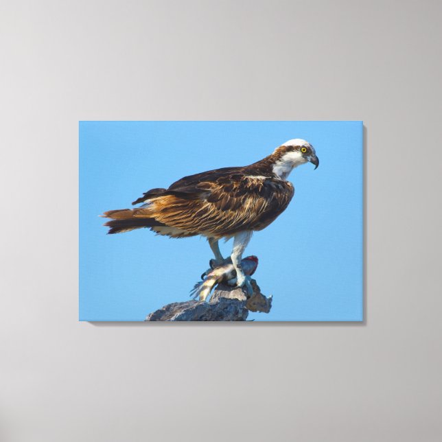 Osprey, Florida Canvas Print (Front)
