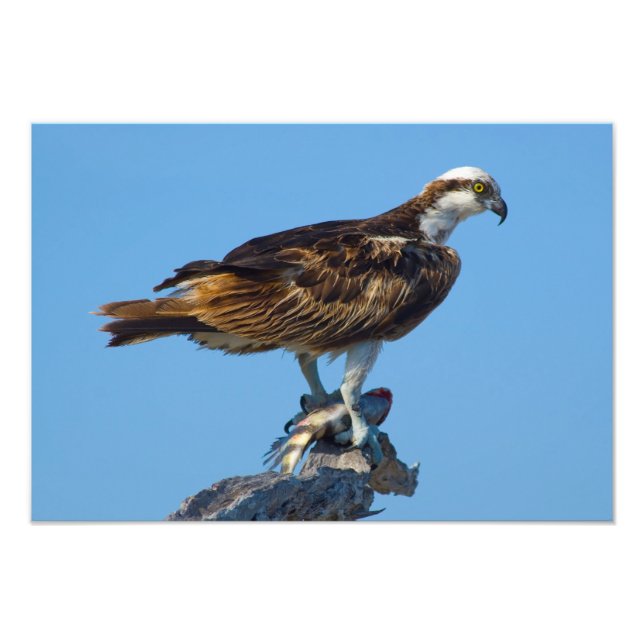 Osprey, Florida Photo Print (Front)