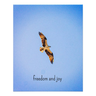 Osprey. Freedom and Joy Poster