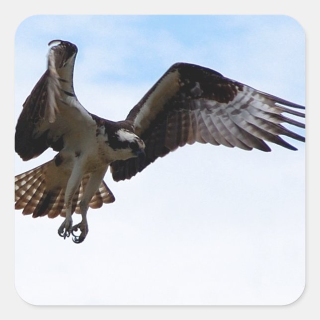 Osprey hawk attacking a surfacing fish. square sticker (Front)