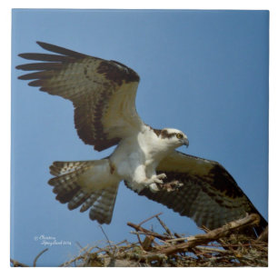 Osprey hawk flying landing Tile