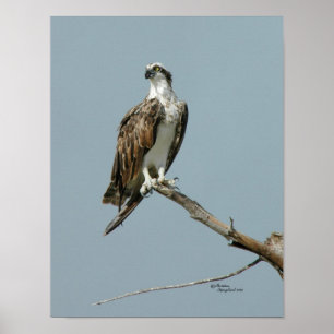 Osprey hawk in tree Poster
