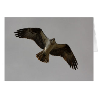Osprey II