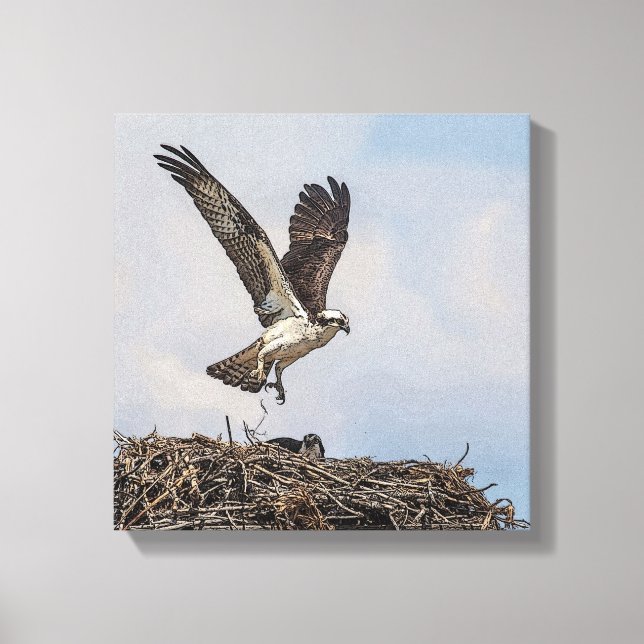 Osprey in a nest canvas print (Front)
