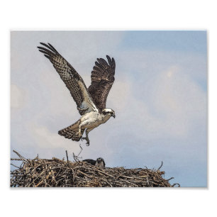 Osprey in a nest photo print