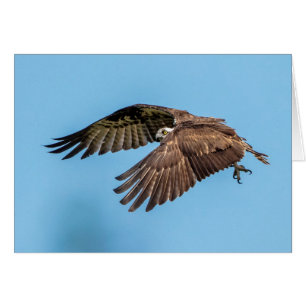 Osprey in flight at Honeymoon Island State Park