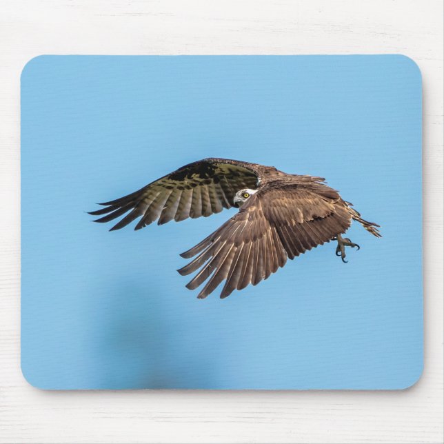 Osprey in flight at Honeymoon Island State Park Mouse Pad (Front)