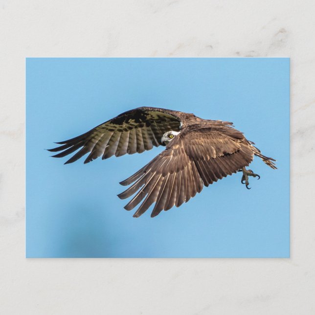 Osprey in flight at Honeymoon Island State Park Postcard (Front)