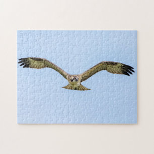 Osprey in flight jigsaw puzzle