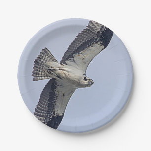 Osprey in flight paper plate