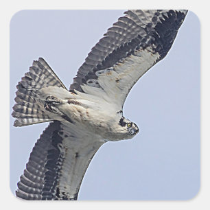 Osprey in flight square sticker