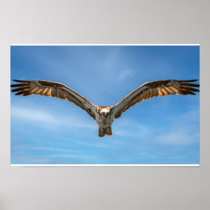 Osprey in Flight Wall Art   Bird of Prey Print