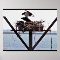 Osprey in Nest
