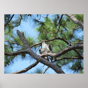 Osprey In Pine  Tree Poster