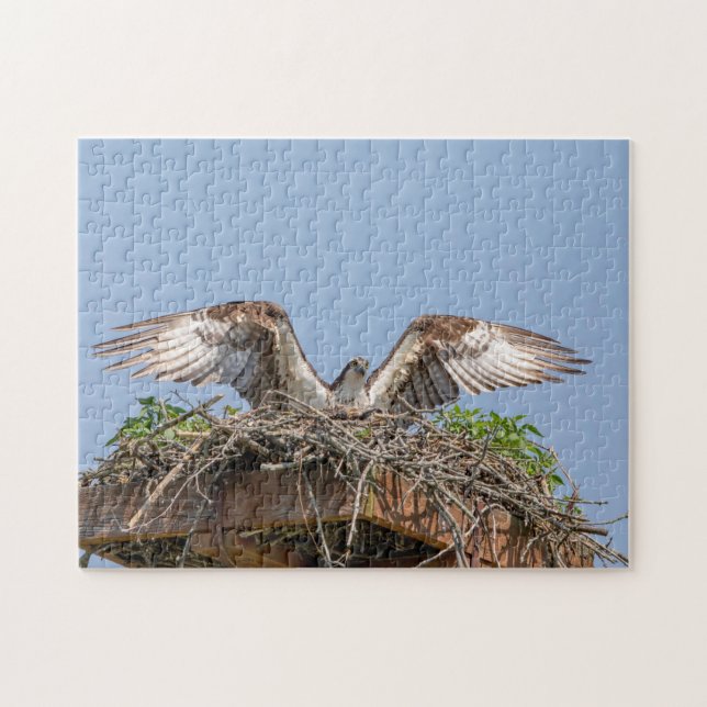 Osprey in the nest jigsaw puzzle (Horizontal)