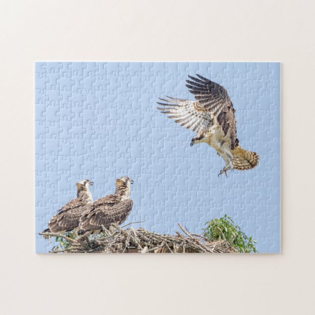 Osprey in the nest (three amigos) jigsaw puzzle (Horizontal)