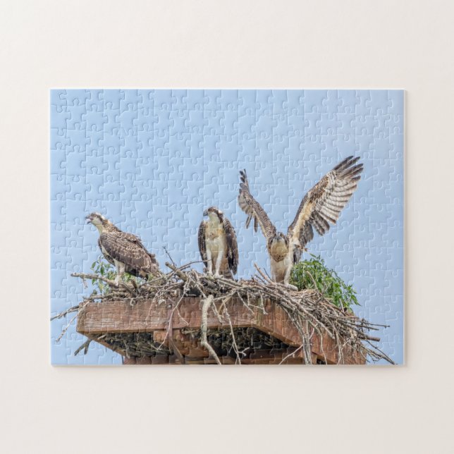 Osprey in the nest (three amigos) jigsaw puzzle (Horizontal)
