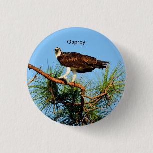 Osprey in the wild 3 cm round badge