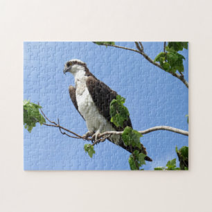 Osprey In Tree - Raptor - Bird Jigsaw Puzzle