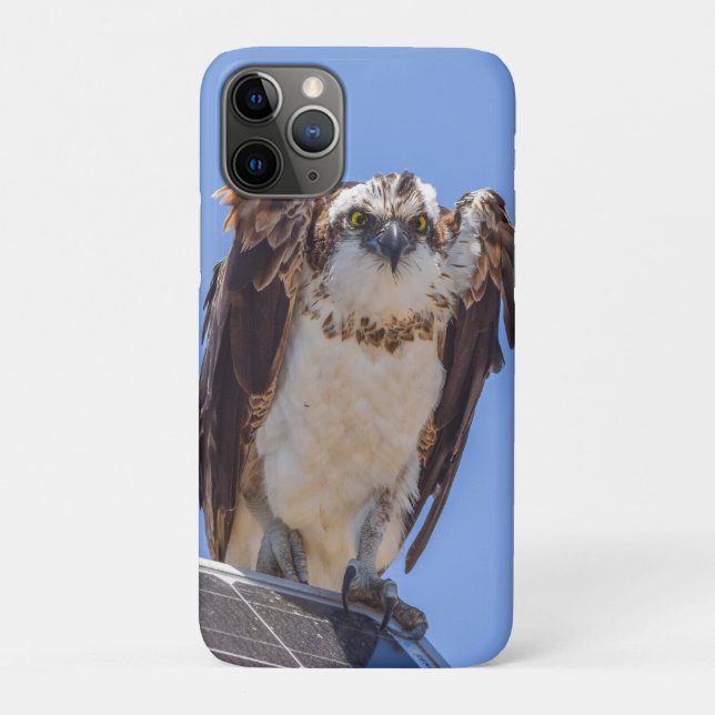 Osprey iPhone Case | Coastal Bird Photography Art (Back)