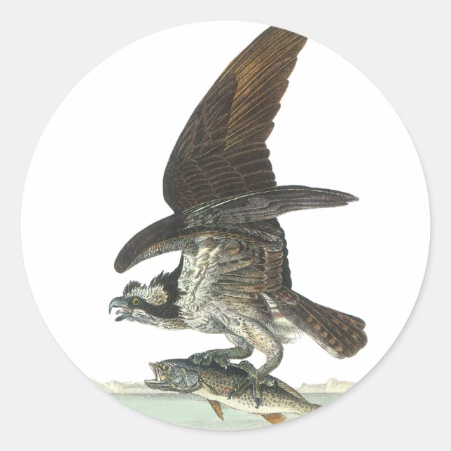 Osprey, John Audubon Classic Round Sticker (Front)