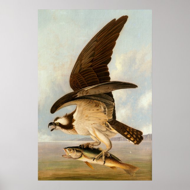 Osprey - John James Audubon Fine Art Poster (Front)