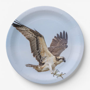 Osprey landing in the nest paper plate