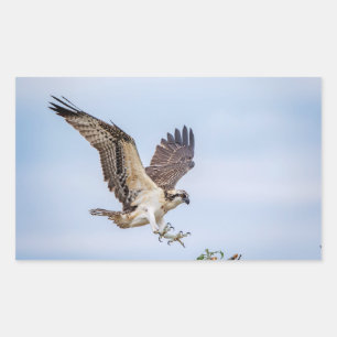 Osprey landing in the nest rectangular sticker