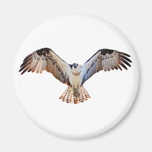 Osprey Magnet (Front)